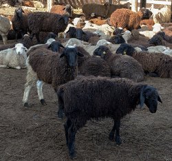 Подготовка к празднованию Курбан-байрама в Казани