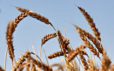 Сможет ли запрет на экспорт зерна остановить рост цен на хлеб?