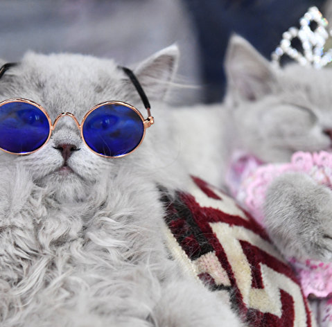 Кошки британской породы на выставке "КоШарики Шоу" в Москве