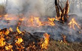 Пожар в лесном массиве под Курганом