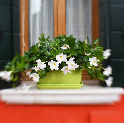 Цветы на окне одного из домов в Венеции
