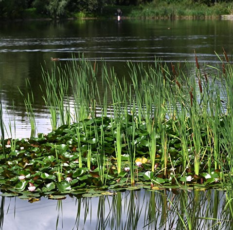 Водоросли