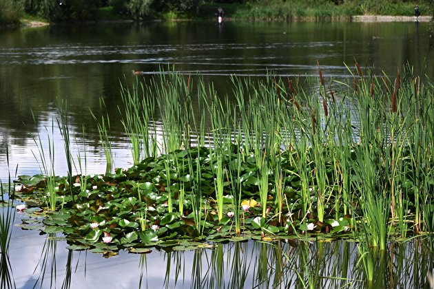 Водоросли