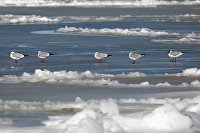 Азовское море замерзло в Краснодарском крае