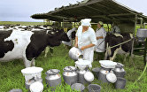 *Доярка молочной фермы разливает молоко по бидонам