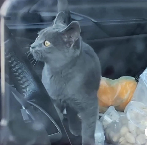 Кот, запертый в машине а центре Москвы