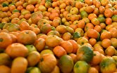 Сбор урожая мандаринов в Сочи