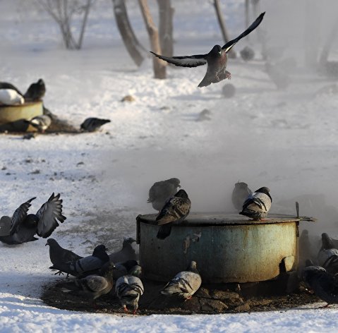 Голуби греются на коммунальных люках теплосетей в Новосибирске